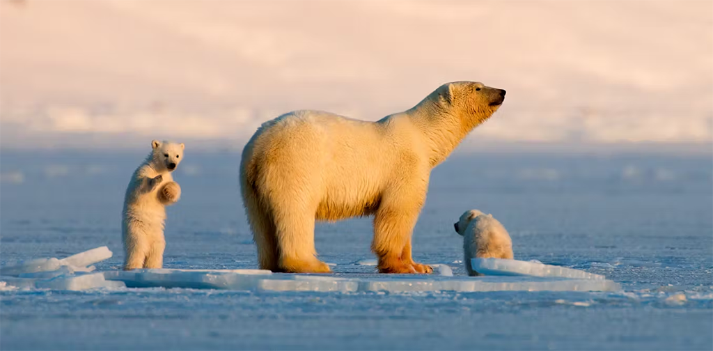 Polar Bear